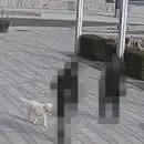 AXIS Live Privacy Shield people who are blurred